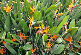 Bird of Paradise Plant