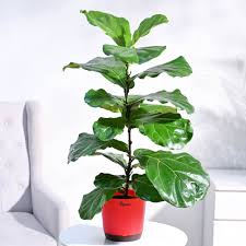 Fiddle Leaf Fig