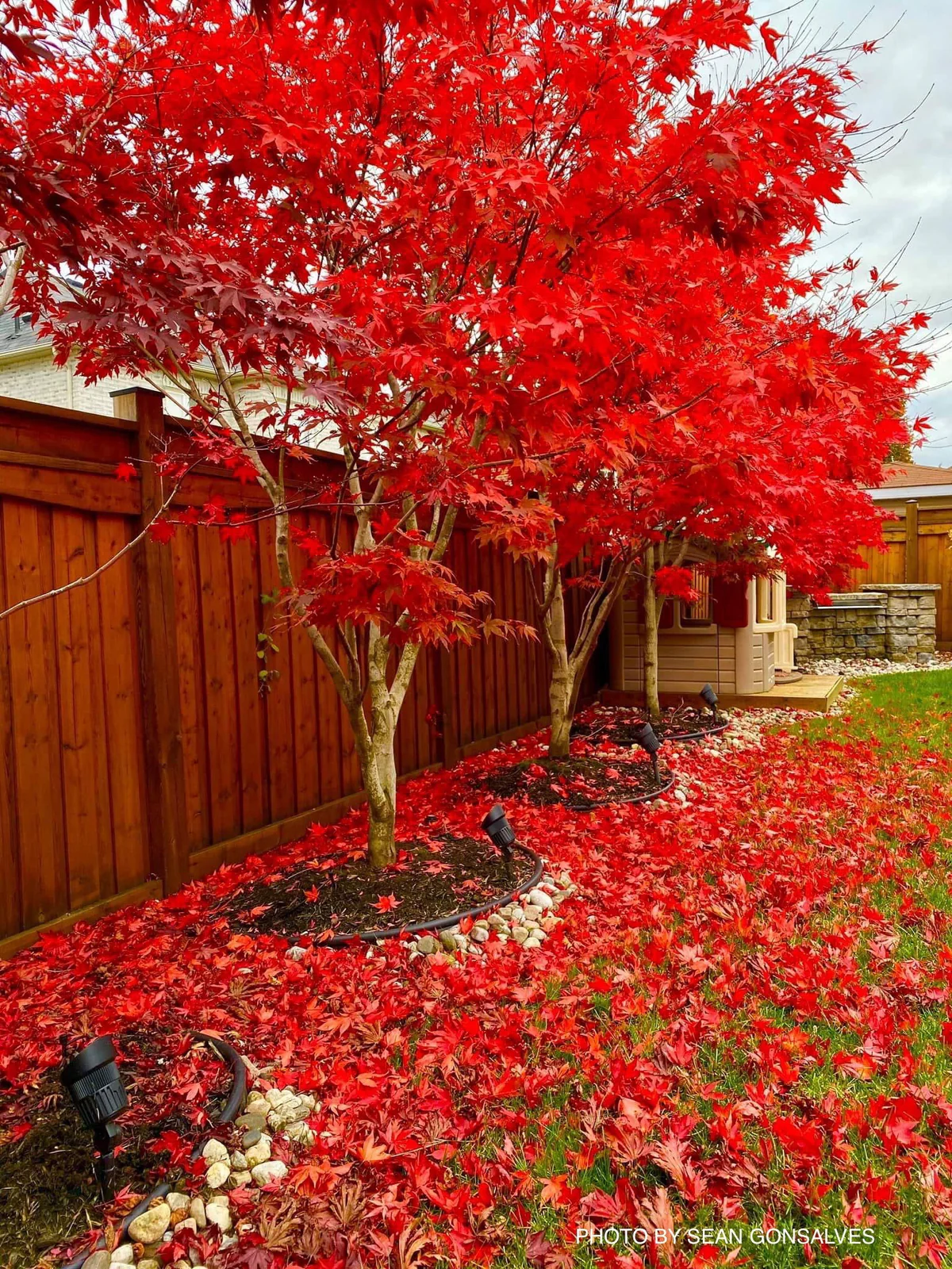 Japanese Maple Tree